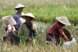 Women farm in field