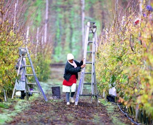 Worker pruning fruit trees