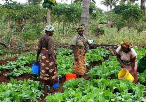 Image of women with buckets of water tending to plants..