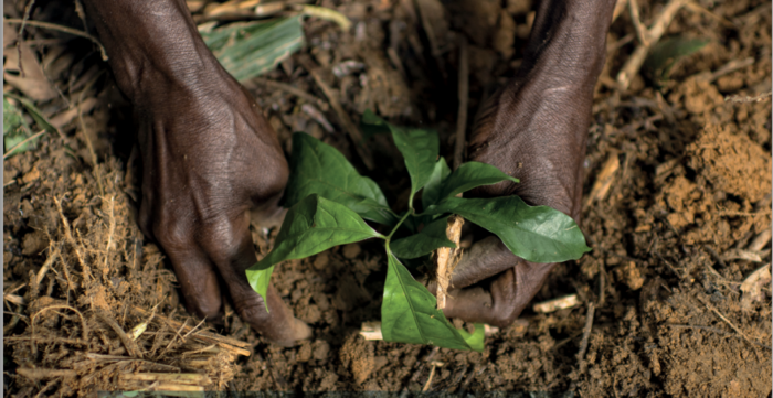 Photo of a woman's hands tending to a small green plant growing in the ground.