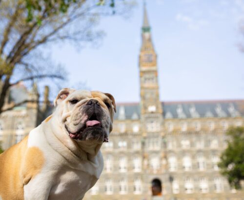 A decorative photo of the Georgetown University Mascot, Jack the Bulldog, sitting in front of a campus building to indicate that this post is directed at Georgetown students.